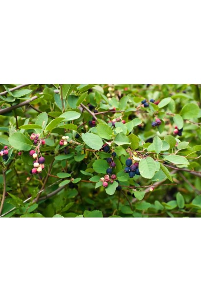 Ірга вільхолиста Хонейвуд